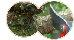 Gardening Tool Cutting a Branch